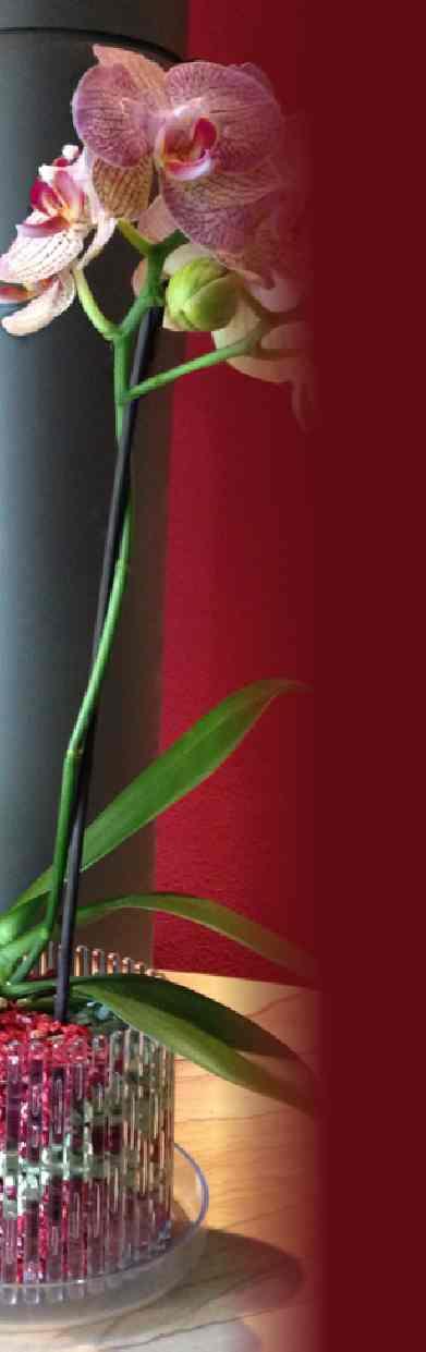 Colomi und Orchitop funktionell & dekorativ Das Colomi-Orchitop-Kultursystem bietet Ihnen und Ihren Orchideen eine einzigartige Kombination aus Funktion und Design: Unterstützende Düngewirkung und