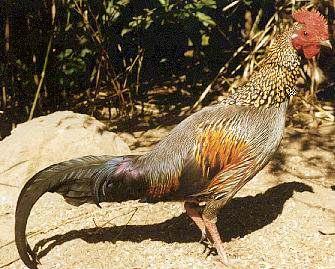 170 Hühnerrassen und Zwerghuhnrassen in den unterschiedlichsten Farben und Zeichnungsvarianten bilden die grosse Familie der Rassenhühner.