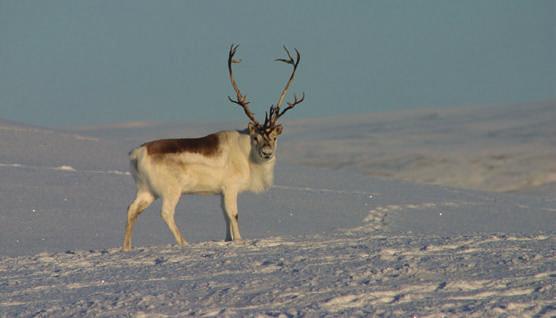 S 3 M 2 Welche Tiere und Planzen gibt es in der Arktis? Wenn man sich die Gebiete der Arktis vorstellt, so denkt man an Gebiete mit einer dicken Schnee- und Eisschicht.