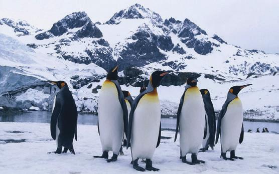S 5 M 3 Welche Tiere und Planzen gibt es in der Antarktis? Die Antarktis ist ein unwirtlicher Ort für Planzen und Tiere.