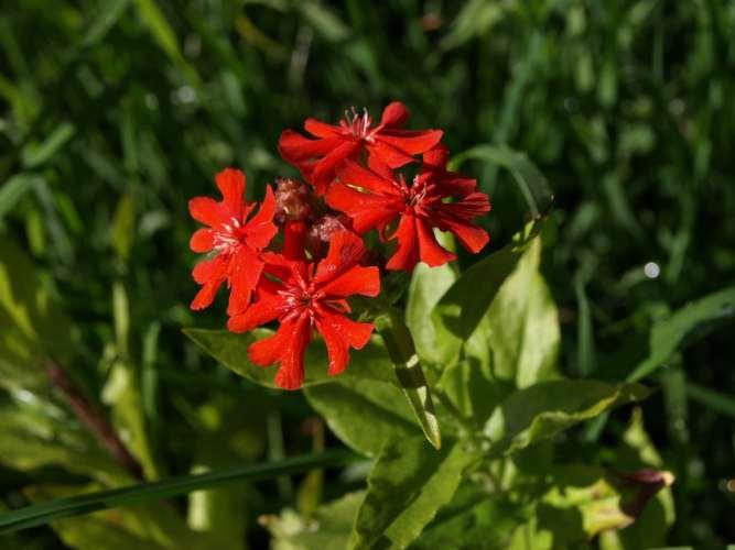 Lychnis