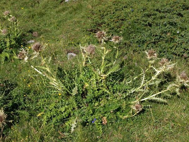 Cirsium spinosissimum Alpen-Kratzdistel Cirsium spinosissimum gedeiht auf sickerfeuchten und zugleich nährstoffreichen Böden der Vieh- und Wildläger in der alpinen Stufe.