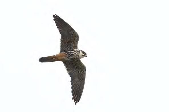 FALKEN FALCONIFORMES Turmfalke Falco tinnunculus: diese Art kann täglich beobachtet werden.
