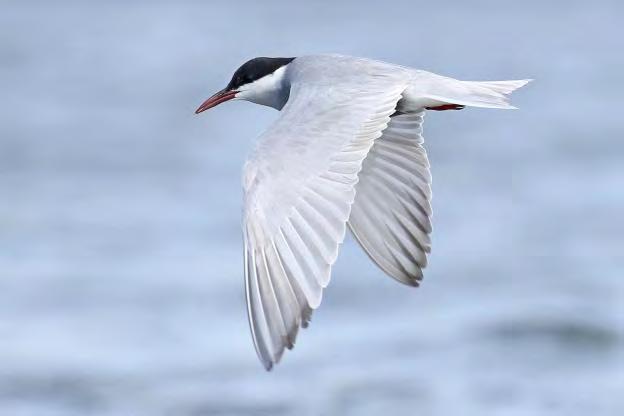 Kiebitz Vanellus vanellus: bis auf den Abreisetag in geringer Anzahl mit einem Tagesmaximum von etwa 10 am 1.5. vom Bus aus. Kampfläufer Philomachus pugnax: am 2.5. mindestens 2 südlich des Lacul Furtuna; am 4.