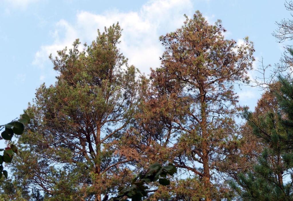 Waldzustandsbericht 2017 Kronenzustandserhebung Abb. 10: stark geschädigte Kiefern im Oberrheintal bei Hartheim im Sommer 2017 (Foto: S.