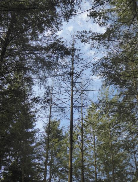 Waldzustandsbericht 2017 Waldschutzsituation Stamm- als auch die Trieblaus werden durch Witterungskonstellationen mit milden Frühjahren und Wintern besonders gefördert, womit aufgrund des