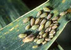 Insektizid Schon ab 0,2 l/ha werden Blattläuse sicher erfasst. Bulldock ist problemlos mischbar mit Fungiziden wie z. B. Cirkon, Orius oder Ampera oder Herbiziden wie z. B. Trimmer SX.