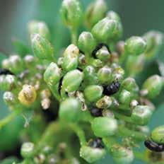 Plenum kann gut mit Fungiziden und anderen Insektiziden gemischt werden und kommt in Acker- und NEU Sonderkulturbereich gegen eine breite Palette von Schadinsekten zum Einsatz.