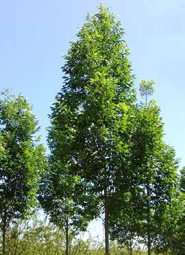 FRAXINUS Fraxinus pennsylvania Cimmzam Mittelgroßer bis großer Baum, in jungen Jahren schmalkronig, im Alter oval bis breit oval