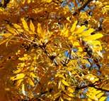 Gleditsia triafcanthos Sunburst Gold-Gleditschie Besondere Hinweise: Höhe: 7-12 m; Breite: 6-8 m Sommergrün, gelbgrün, in sonnigen