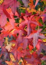 Höhe: 3-7 m; Breite: 2-5 m Sommergrün, kleiner als andere Sorten, im Herbst gelborange bis purpurorange/ rote Färbung möglich.