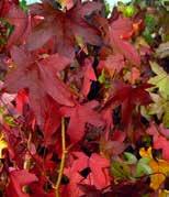 Höhe: 8-15 m, Breite: 1-2 m Sommergrün, dunkelgrünes Laub, im Herbst gelb-orange bis rot verfärbend.