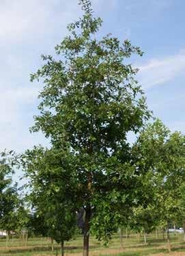 Quercus cerris Zerr-Eiche H 3xv mdb 12-14 222,00 14-16 310,00 16-18 430,00 18-20 585,00 20-25 770,00 Sol Baum 4xv mdb