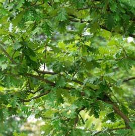 Sonnig, wärmeliebend Tiefwurzler Frosthart Park- und Grünlagen Quercus frainetto Ungarische Eiche Besondere Hinweise: Gute