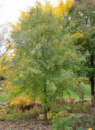 ACER Acer monspessulanum Kleinbaum mit unregelmäßiger, meist sparrig verzweigter Krone, langsamwüchsig.