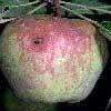 nemapom : Nematoden gegen Obstmaden