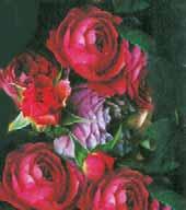 Der Aberglaube Zum Valentinstag ganz klassisch: Rote Rosen treffen mitten ins Herz. Foto: wwp/archiv versprach, dass ein Mädchen jenen Mann heiraten sollte, der ihr am Morgen des 14.