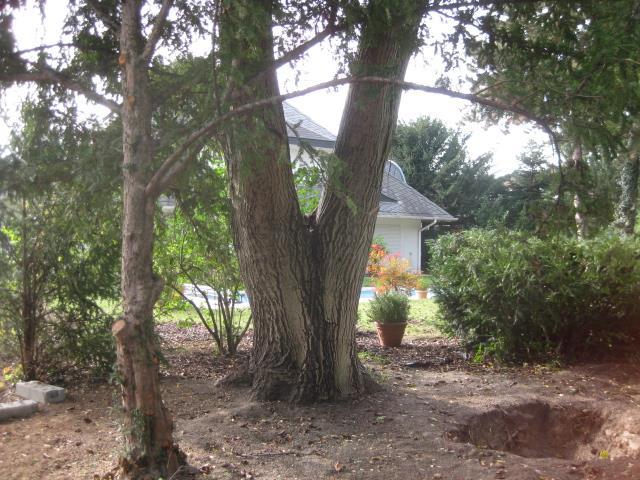 cm. Abbildung 2: Walnussbaum Nr.