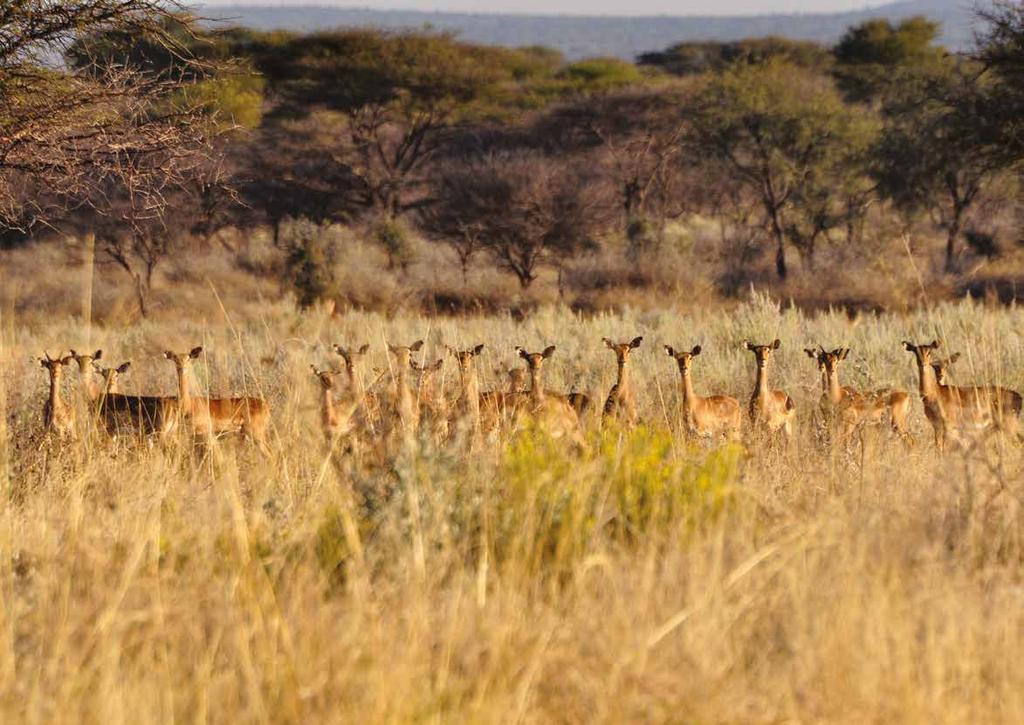 2 Auf Kambaku treffen Sie Afrika: Zahlreiche Antilopenarten, Giraffen und Zebras, Warzen- und