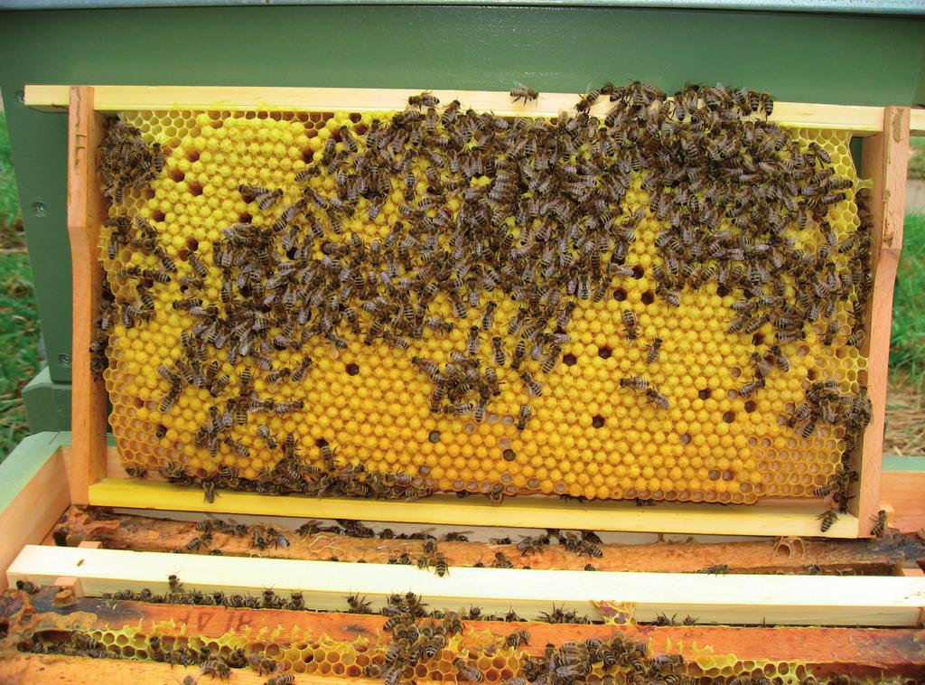 für Bienenkunde und Imkerei