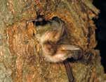 Dachraum (Aufzucht der Jungtiere) - Jagdgebiete in Wäldern - erbeutet durch die Raschelgeräusche vor allem Laufkäfer direkt vom Boden