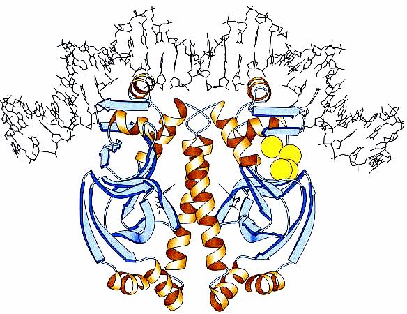 Genregulation, negative und positive Kontrolle, das lac-operon: Krümmung der DNA durch CAP : Die langen Helices