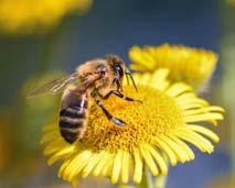 Gesellschaft, Politik, Umwelt 47 Einführung in die Imkerei In Kooperation mit dem Ratinger Bienenzuchtverein von 1868 Die Biene ist eines der wichtigsten Nutztiere in der Landwirtschaft.