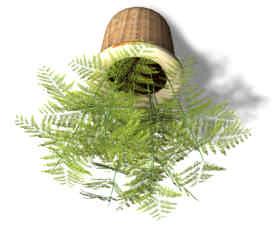In einigen Ländern ist sie vor allem wegen des schönen Aussehens in rankendem Zustand eine beliebte Zimmerpflanze. 02. ZIER-SPARGEL ( Asparagus plumosus ) Verbreitung: Süd-Afrika Xfrog Modelle: 45 cm.