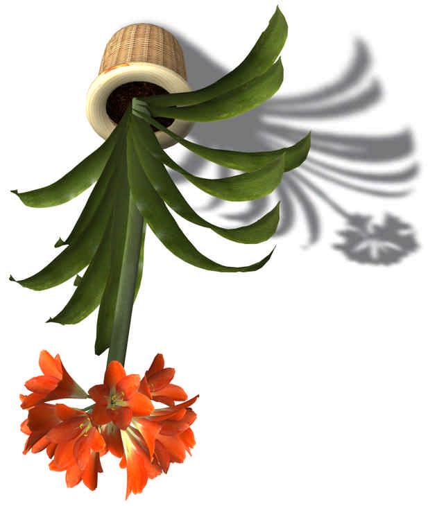 Standort: tropisch Klima: mild, warm Bemerkung: Der Zier-Spargel ist eine mehrjährige Kletterpflanze mit flachen, farnähnlichen Blättern (tatsächlich sind es keine Blätter, sondern Cladoden =