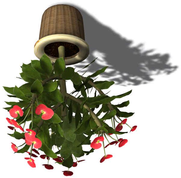 09. CHRISTUSDORN ( Euphorbia milii ) Verbreitung: Madagaskar Xfrog Modelle: 17 cm.; Kaktus, grüne Blätter, rote Blüten 15 cm.; Kaktus, grüne Blätter, rote Blüten 12 cm.