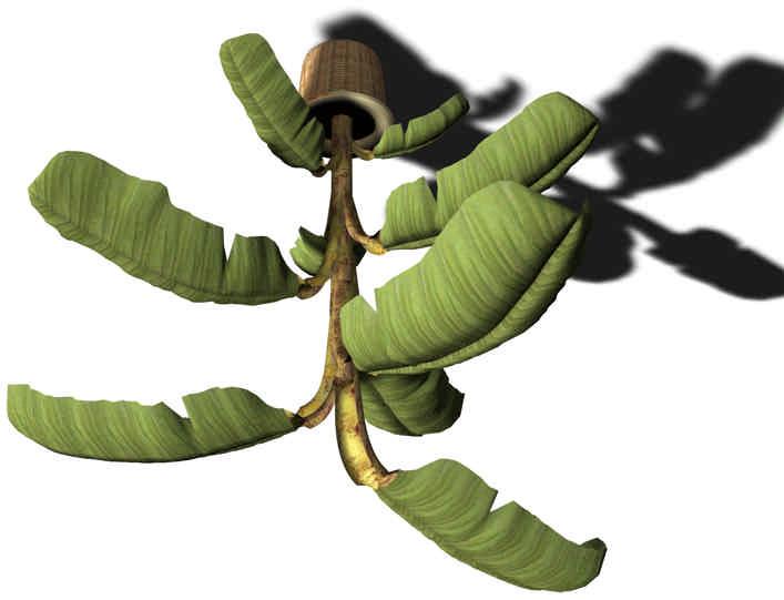 FLAMMENDES KÄTHCHEN ( Kalanchoe blossfeldiana ) Verbreitung: Madagaskar Xfrog Modelle: 25 cm.; hell-grüne Blätter 20 cm.; hell-grüne Blätter 18 cm.