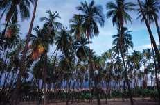 Entdecken Sie herrliche Buchten, einsame Sandstrände, tosende Wasserfälle, tropische Pflanzen, Ananas Plantagen und dem romantischen- historischen Ort Lanai City. Aloha, auf der Insel Lanai.