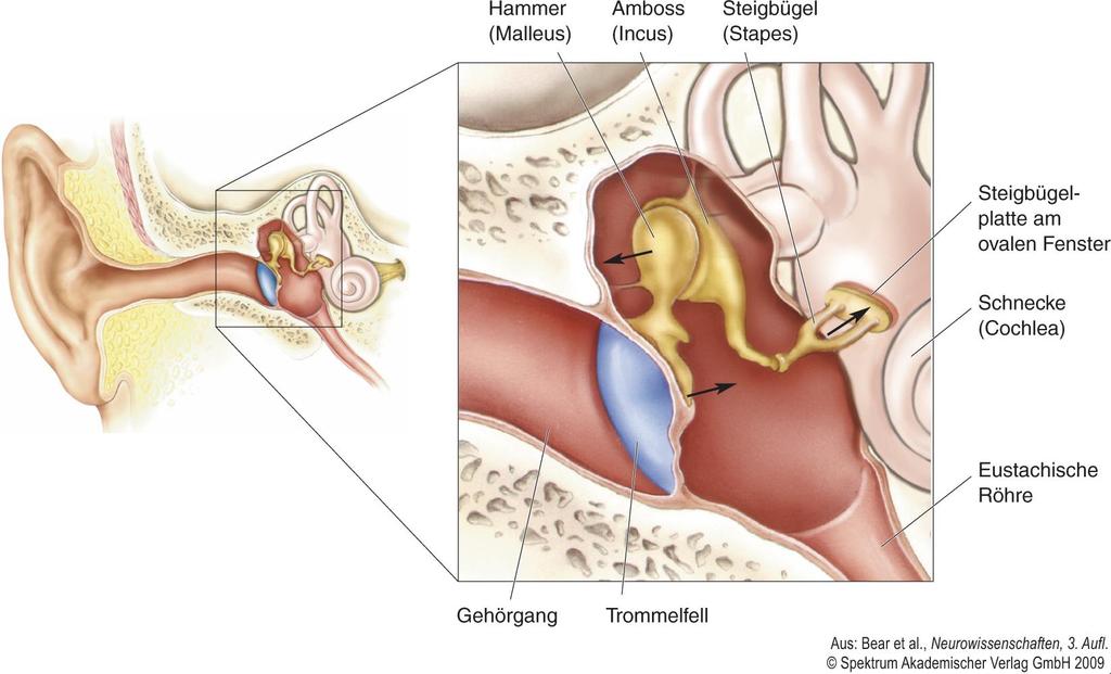 Aufbau des Ohrs Impedanzanpassung: Trommelfell