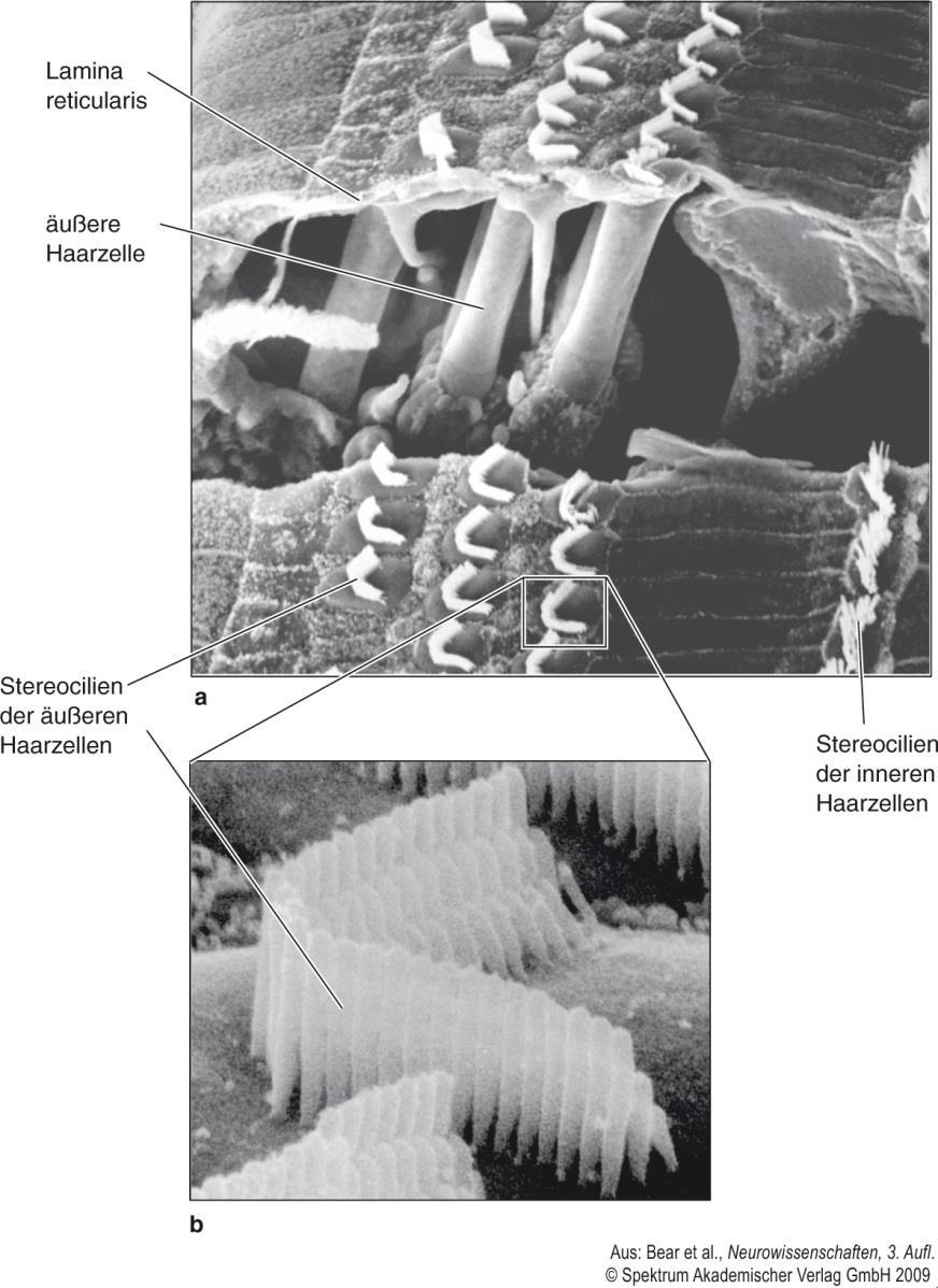 Haarzellen Innere Haarzellen: ca. 3.