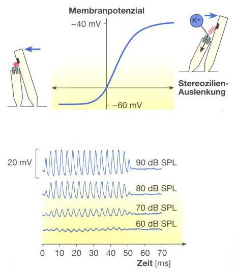 Signalentstehung Rezeptorpotentiale einer inneren Haarsinneszelle Beschallung mit 300 Hz Amplitude des