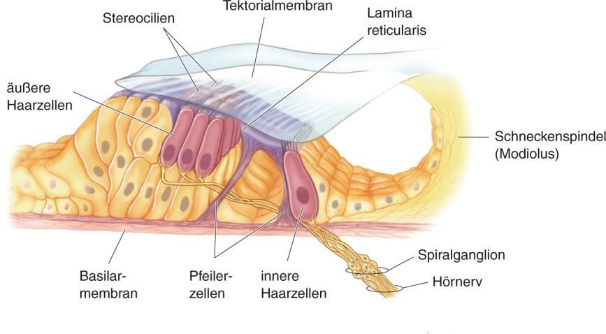 Zusammenfassung Das Corti-Organ in der Cochlea des Innenohrs analysiert Schall.