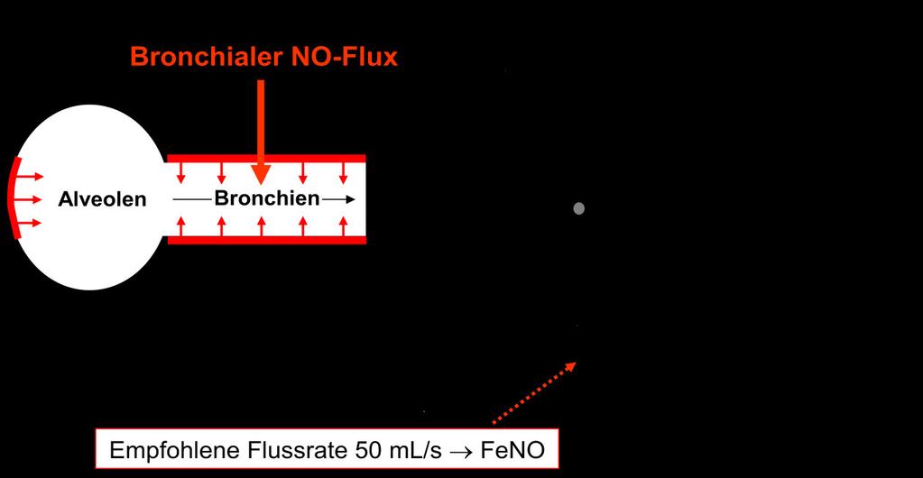 2.2 Alveoläre NO-Konzentration Die alveoläre NO-Konzentration (NOalv) ist, jedenfalls mittels nichtinvasiver Verfahren, nur indirekt zu messen.