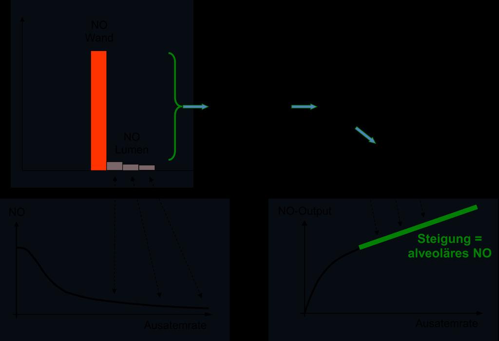 Abbildung 17: Grundlagen der linearisierten Analyse des alveolären NO. Oben links ist dargestellt, dass bei hohen Ausatemraten die Konzentration des ausgeatmeten NO gering ist.
