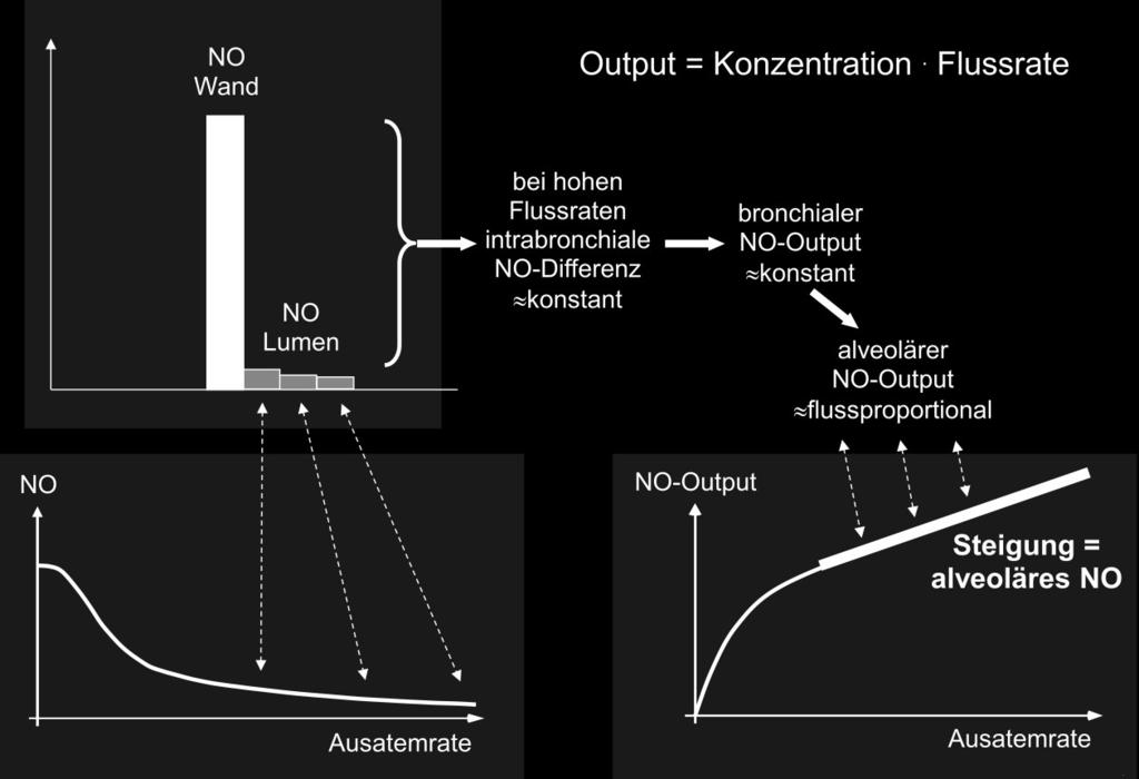 Im linken unteren Teilbild ist gezeigt, wie sich die genannten Werte in einer Kurve der NO-Konzentration gegen die Ausatemrate abbilden.