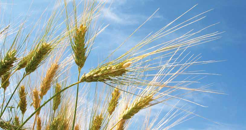 Handel und Vermarktung von Bio-Rohstoffen Wir kaufen Ihr Getreide!