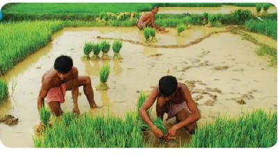 Besondere Rolle der Kleinbauern Regionen mit dem höchsten Anteil an Kleinbauern sind auch die Länder mit geringerer Ernährungssicherheit und mit einem