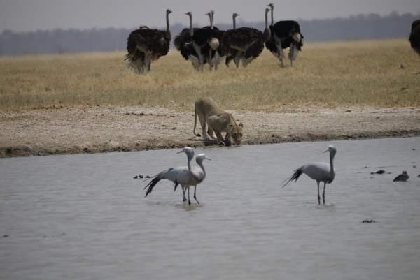 Blue Crane