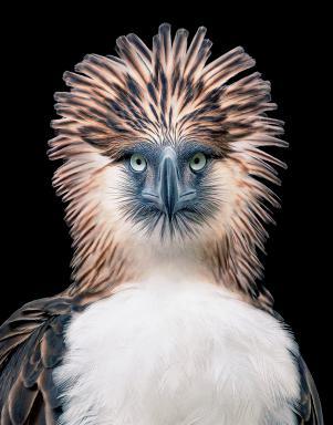 Bild 10 Seite 196 Philippinenadler Präsident Ramos erklärte den Adler 1995 schließlich zum Nationalvogel und nannte ihn»den besten biologischen Anzeiger für die Qualität unserer