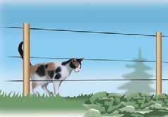 Elektrozäune für alle Tierarten oder gegen Katzen oder gegen kleine Hunde oder gegen große Hunde 55 cm 55 cm 85