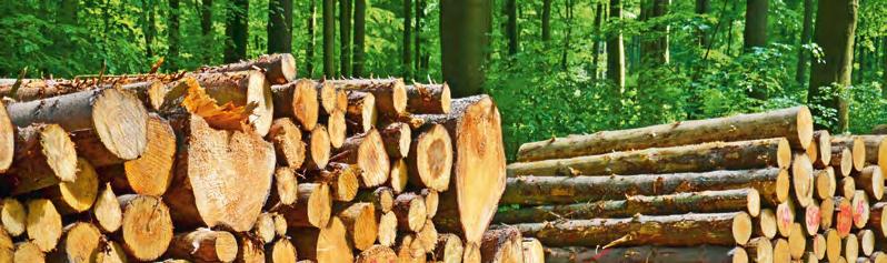 Waldholz Die Bundeswaldinventur 2012 ermittelte für Sachsens Wälder einen Holzvorrat von 157 Mio. Kubikmetern. Dies entspricht einer Holzbiomasse von 100 Mio. Tonnen, in welcher 190 Mio.