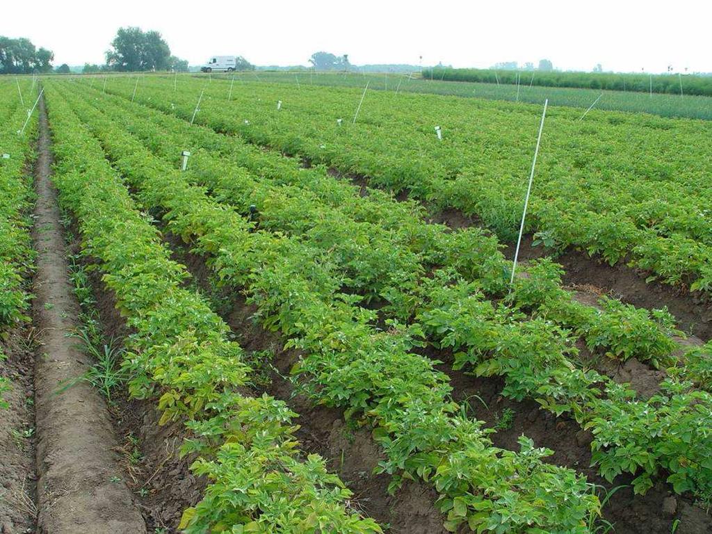 Feldversuche Kartoffel P. infestans Erträge 2011 und 2012 Ertrag (kg/m ²) 7 6 5 4 3 2 2011: Erträge / m², ca.