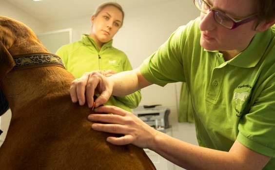 die moderne ganzheitliche Schmerztherapie stehen wir Ihnen gern zur Verfügung. Tierärztliche Praxis Saskia Schmitz Prakt. Tierärztin & Chiropraktikerin für Pferde und Kleintiere Letter Str.