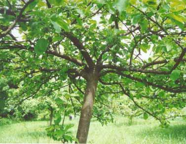 9. Obstbaumschnitt
