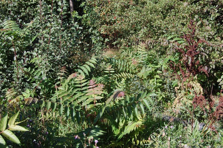 Situation heute generell: geschlossene Windschutzhecke mit Dominanz standortheimischer Arten aber: immer noch Aufwuchs von Kaukasischer Flügelnuss in lichten Bereichen aufgrund