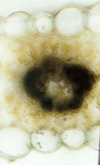 Typisches Blatt eines Grases mit C4-Photosynthese (Kranz-Anatomie): Zea Mays (Mais) Übersicht eines Querschnitts am